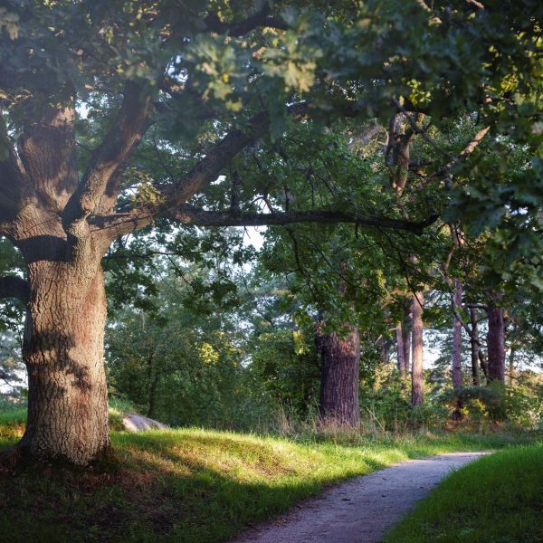 08701 Bergianska trädgården