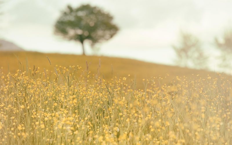 silvestri matteo 6 c0vrsaguw unsplash Swedish Architects Declare - arkitektnätverk för klimatet