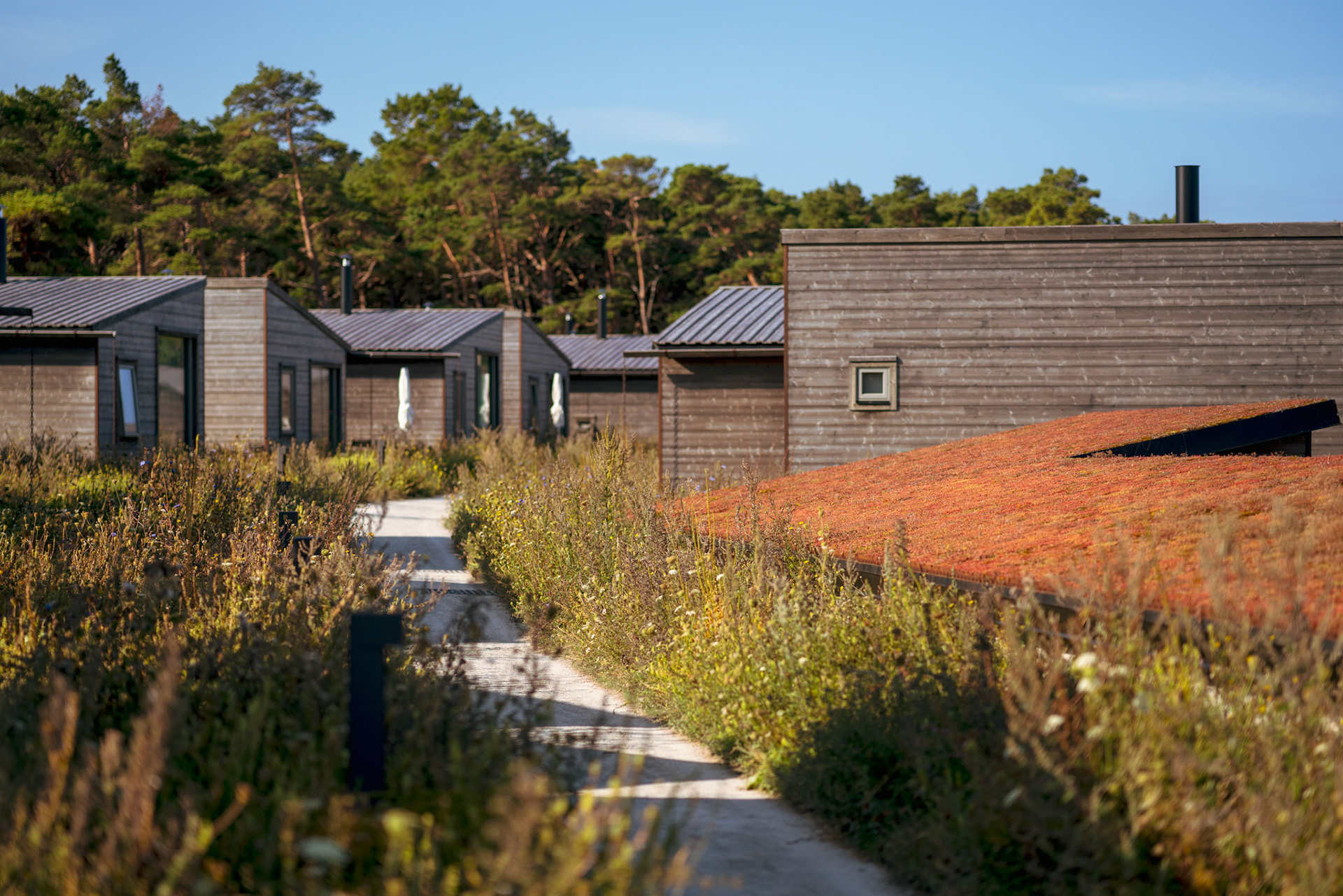 vidhave sedumtak Vidhave i Visby